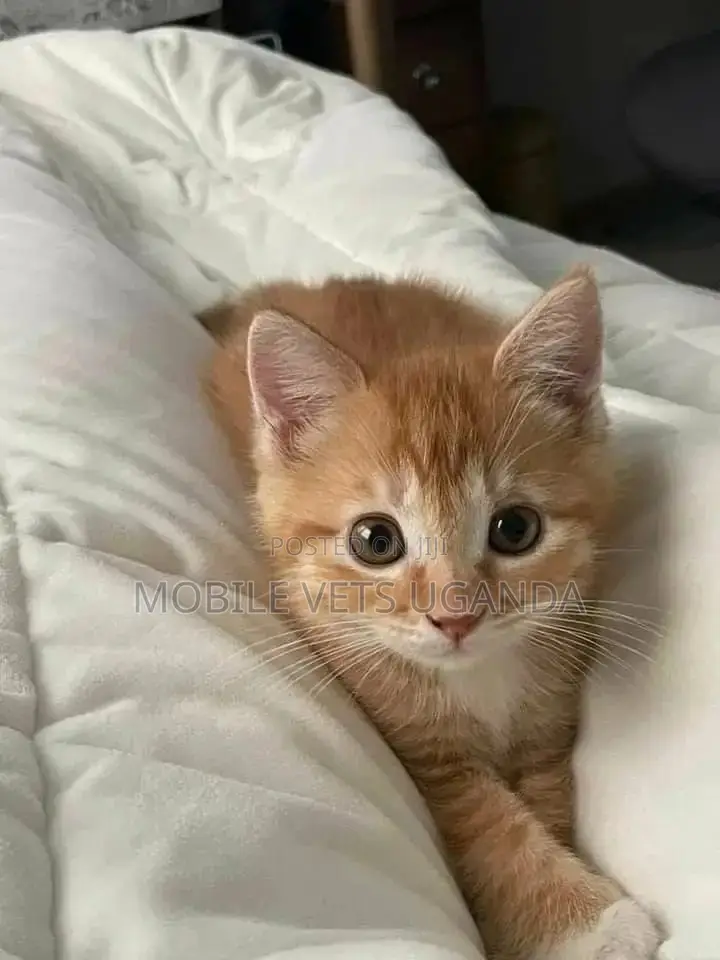 1-3 months Male Purebred Bengal