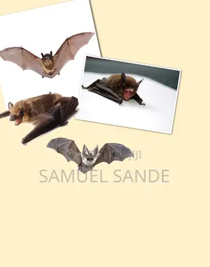 Bats Fumigation and Control