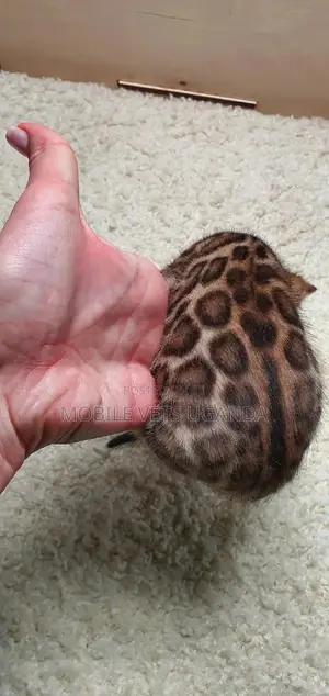 1-3 months Male Purebred American Bobtail
