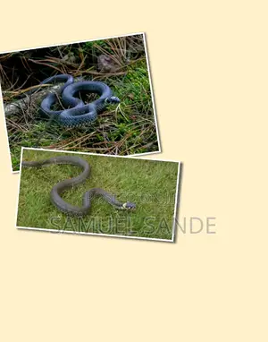 Snakes Fumigation and Repellent