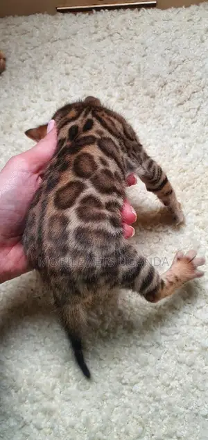 1-3 months Male Purebred American Shorthair