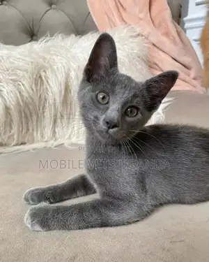 3-6 months Female Purebred Bengal