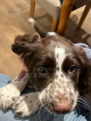 3-6 months Male Purebred English Springer Spaniel