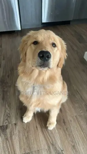 3-6 months Male Purebred Golden Retriever