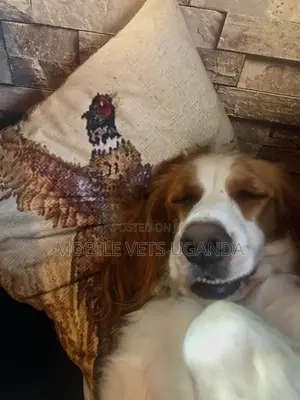 3-6 months Female Purebred English Springer Spaniel