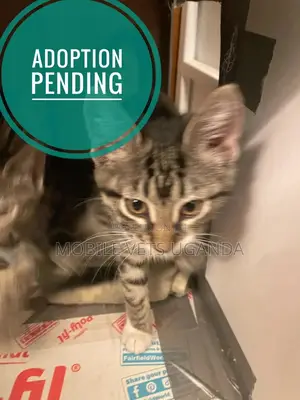1-3 months Female Purebred Bengal