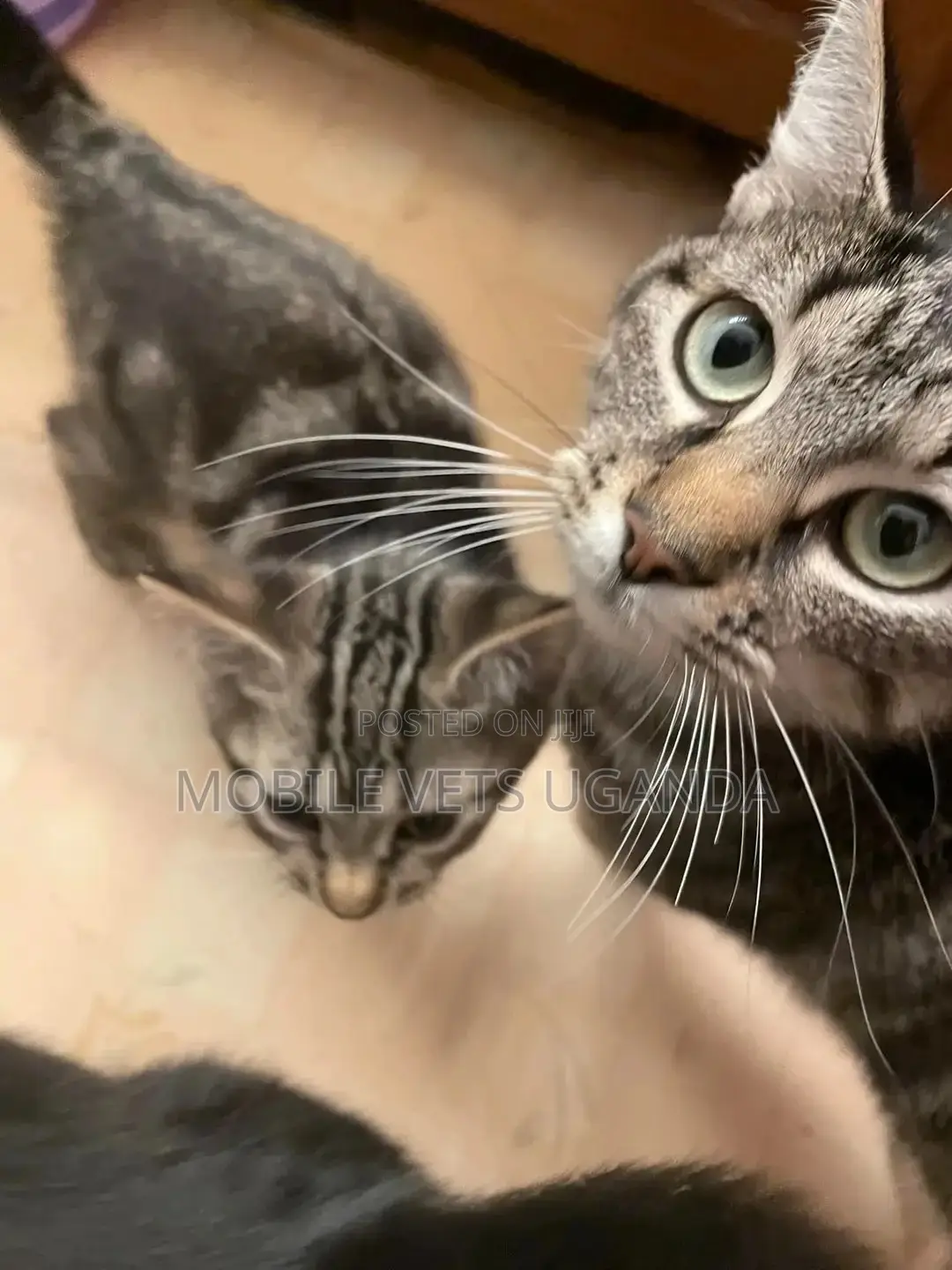 1-3 months Male Purebred Devon Rex