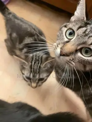 1-3 months Male Purebred Devon Rex