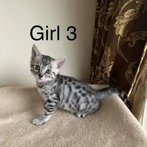 0-1 month Female Purebred Exotic