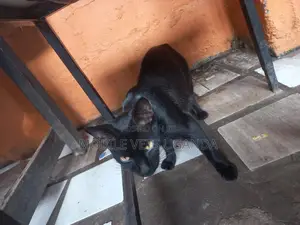 6-12 months Female Purebred American Wirehair