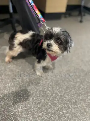 3-6 months Female Purebred Maltese