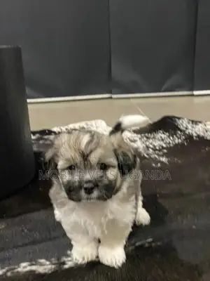 3-6 months Female Purebred Maltese