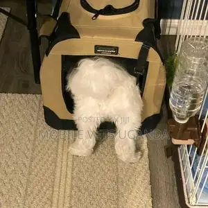 0-1 month Female Purebred Maltese