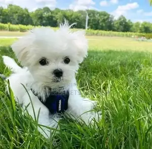 3-6 months Male Purebred Maltese