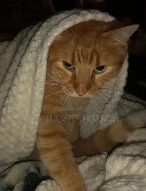 3-6 months Female Purebred American Bobtail