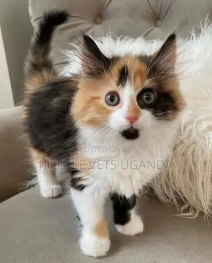 1-3 months Male Purebred Ragdoll