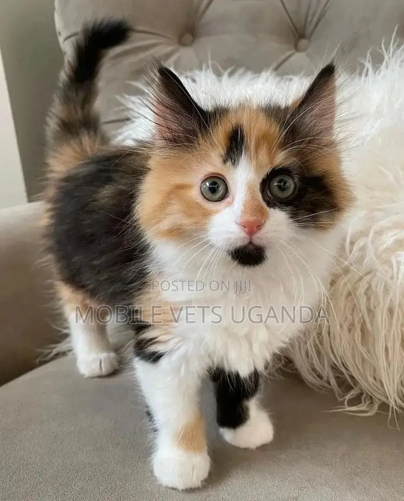 1-3 months Male Purebred Ragdoll