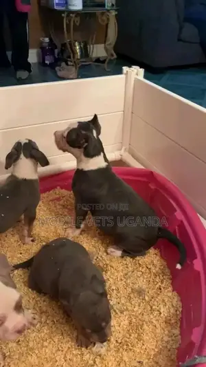 1-3 months Female Purebred American Pit Bull Terrier
