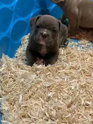 3-6 months Male Purebred American Pit Bull Terrier