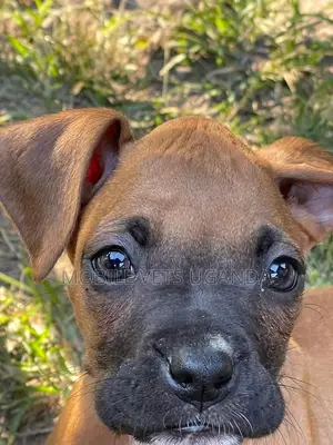 1-3 months Male Purebred American Pit Bull Terrier
