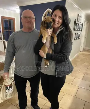 1-3 months Male Purebred Boerboel
