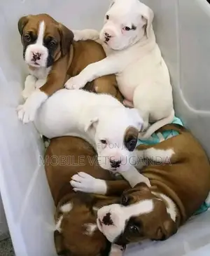 1-3 months Female Purebred American Pit Bull Terrier