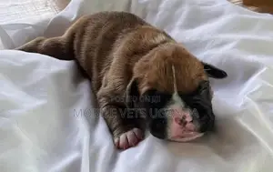0-1 month Female Purebred Boerboel