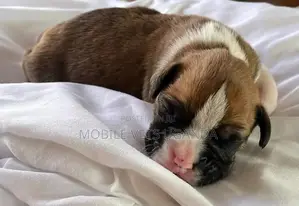 1-3 months Female Purebred Boerboel