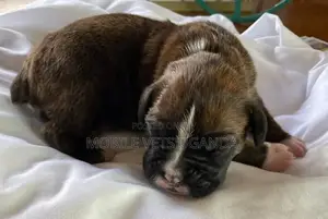 0-1 month Female Purebred Boerboel