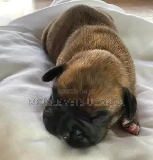 1-3 months Female Purebred Boerboel
