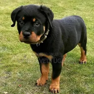 1-3 months Male Purebred Rottweiler