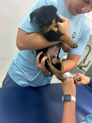 1-3 months Female Purebred Rottweiler