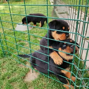 1-3 months Female Purebred Rottweiler