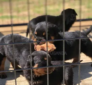1-3 months Female Purebred Rottweiler