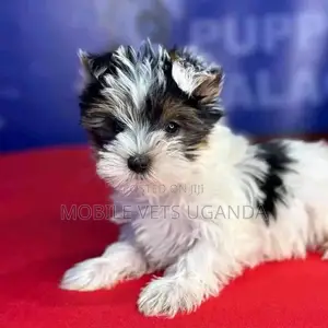 3-6 months Male Purebred Maltese