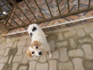 3-6 months Male Purebred Japanese Spitz