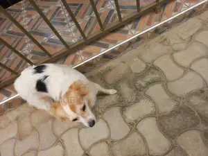 3-6 months Female Purebred Japanese Chin