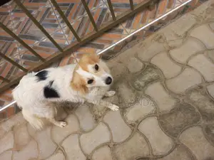 1-3 months Male Purebred Japanese Chin