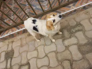 6-12 months Male Purebred Japanese Chin