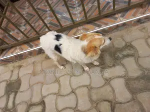 1+ year Female Purebred Jack Russell Terrier