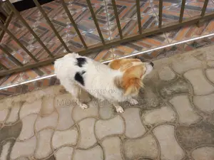 6-12 months Female Purebred Japanese Chin