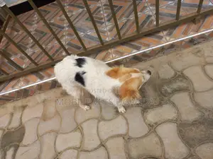 6-12 months Male Purebred Japanese Spitz