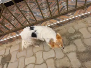 6-12 months Female Purebred Jack Russell Terrier
