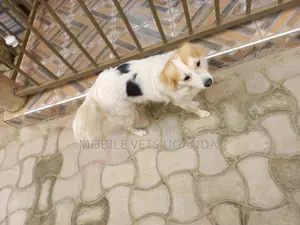 3-6 months Male Purebred Japanese Spitz