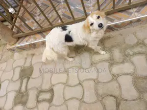 3-6 months Female Purebred Japanese Spitz