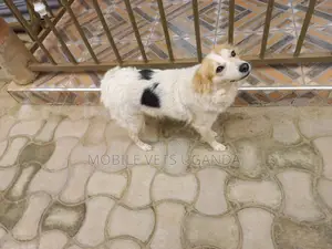 1+ year Male Purebred Jack Russell Terrier