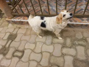 6-12 months Female Purebred Japanese Spitz