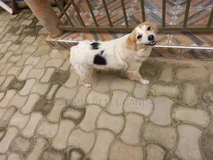1+ year Male Purebred Jack Russell Terrier