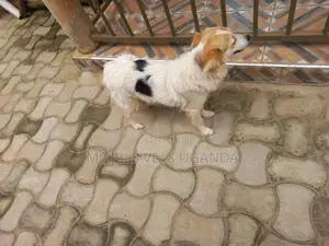 3-6 months Female Purebred Jack Russell Terrier