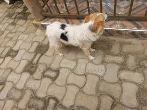 6-12 months Female Purebred Japanese Spitz